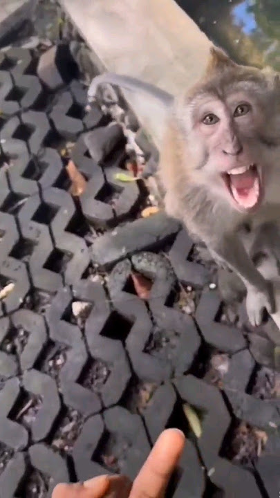 monkey reacts to being given the middle finger 🤣  #viralvideo #youtubeshorts #trending