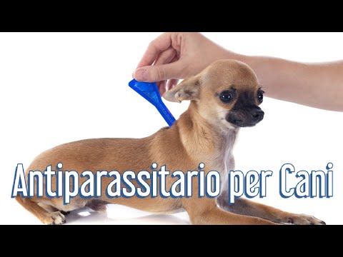 Video: Chiedi a un veterinario: Test della filaria 101: cosa fa realmente un test della filaria?