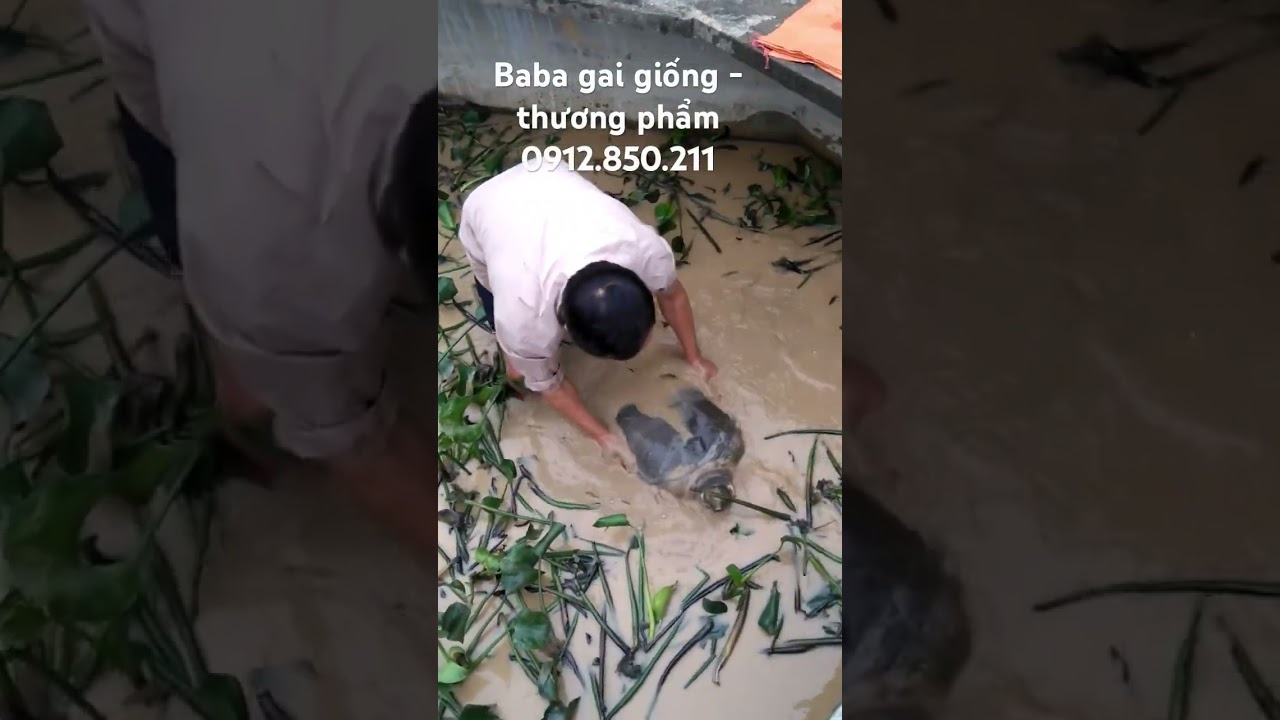 Bắt con baba gai 30kg siêu to - baba gai yên bái