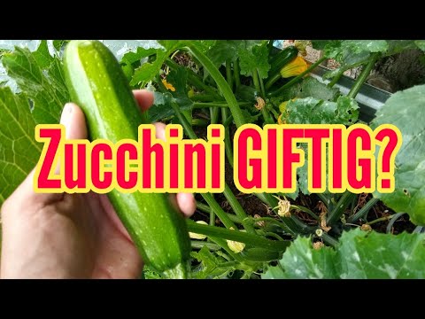 Video: Zucchini-Schädlinge