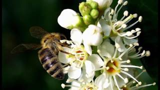 A focus on Portuguese Laurel : All you need to know about Prunus lusitanica hedging