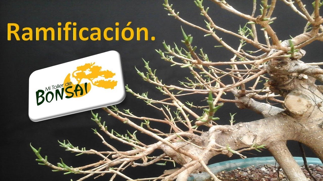 Ramificación, el siguiente paso