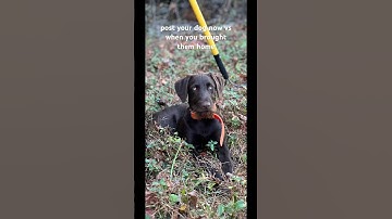 my German wirehaired love 🥹🫶🏼 #dogs #doglover #germanwirehaired #puppy