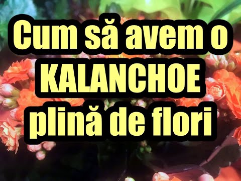 Video: Florile sunt un dar de la natură. Cum să transplantezi flori