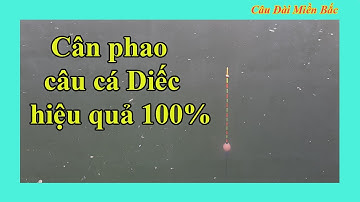 Cách Cân Phao Câu Cá Diếc Hiệu Quả Nhất | Câu Đài Miền Bắc