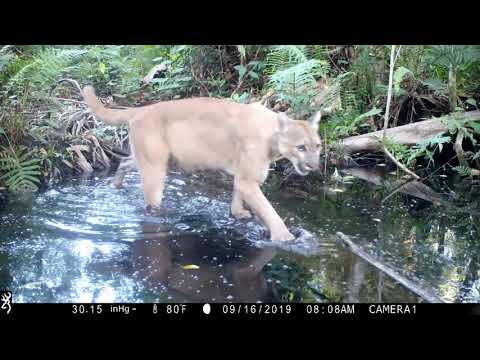 Vídeo: Florida cougar: descrição e foto
