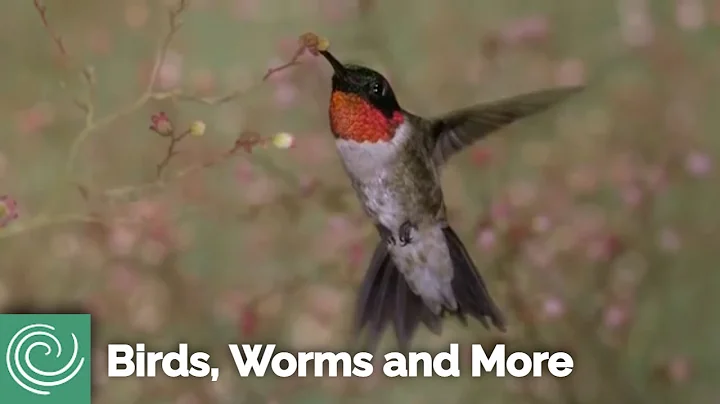 Rakow Rangers: Birds, Worms and More