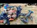 SEAFOOD EVERYWERE Multiple Octopus Big Lobster Abalone Coastal Foraging At Its Best SEAFOOD EVERYWERE Multiple Octopus Big Lobster Abalone Coastal Foraging At Its Best