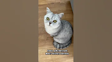 Дернул кота за хвост? Не удивляйся, что твой кот будет делать это #кот #shorts