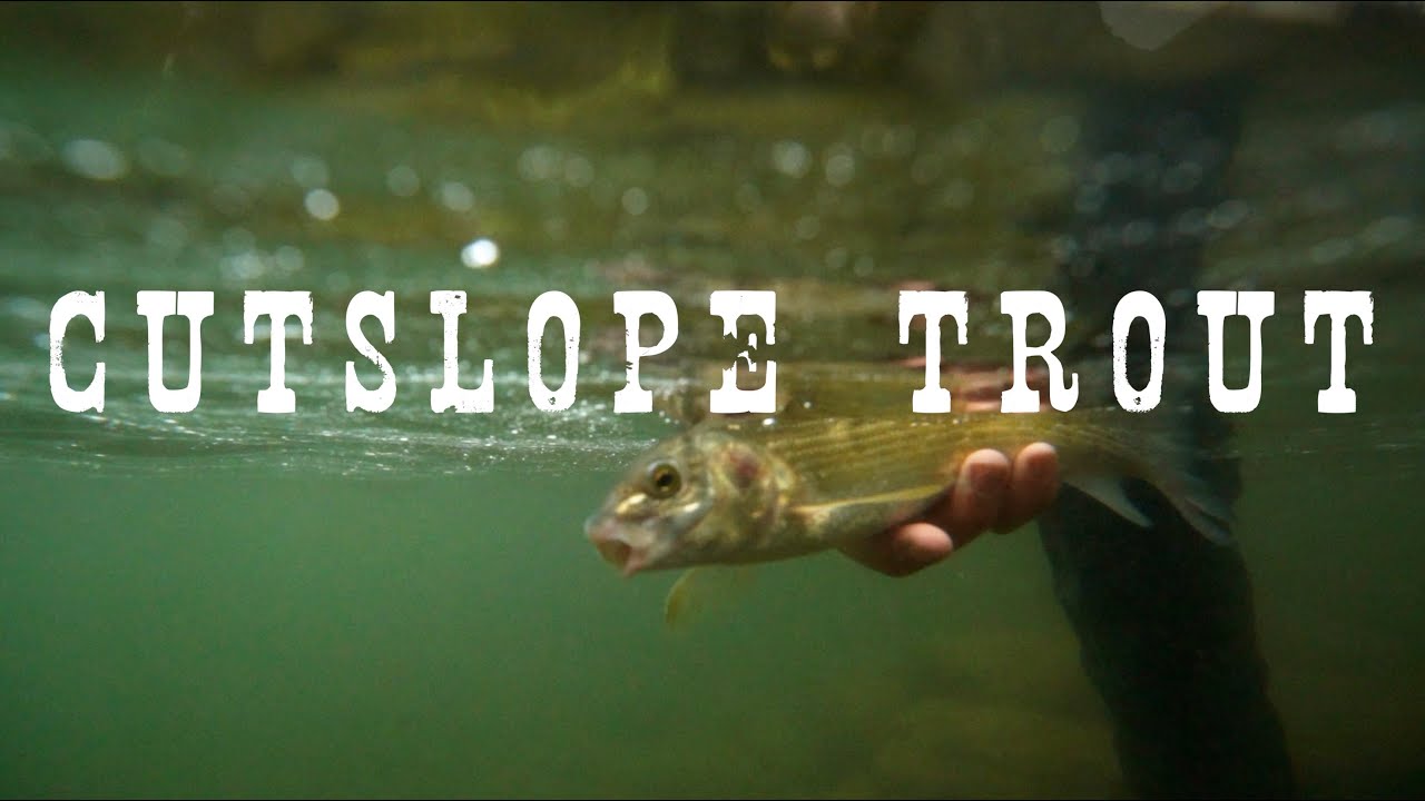 CUTSLOPE TROUT MSU Capstone Project YouTube