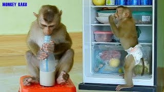 Smart Monkey Kako Walking To Fridge Get Soy Bean Milk Drink And Sleep Well