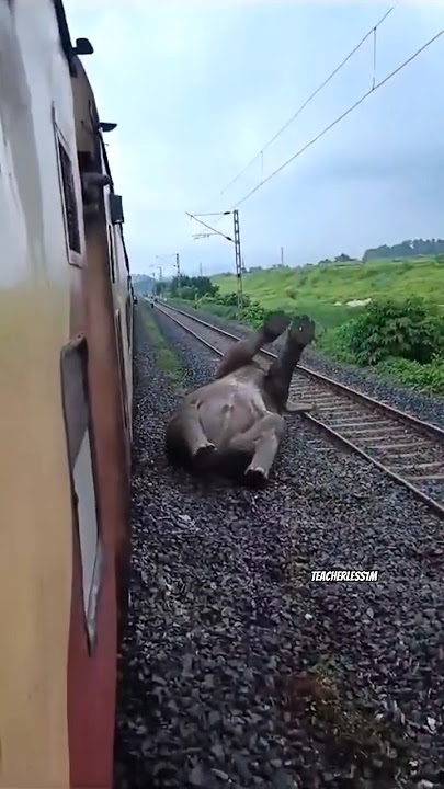 elephant accident #aesthetic #wildlife #elephante #wildpredator  #animals #nature
