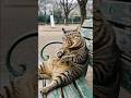 ボス猫の「3時のおやつ！みたらし団子」