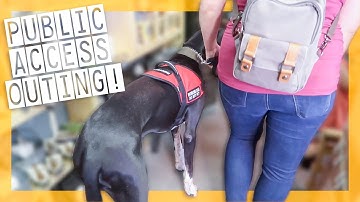HIS FIRST PUBLIC ACCESS OUTING For Service Dog Training!