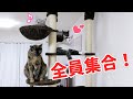 キャットタワーの上部に4匹集まりました！