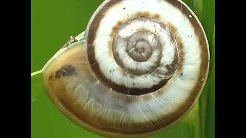 Snail, golden ratio for stockvideo (Macro shot)