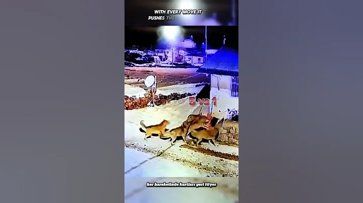 6 WOLF VS 1 TURKISH KANGAL