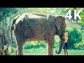 Savoring the wild elephants jungle diningextravaganza  naturelax