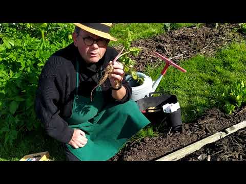 Vidéo: Récolte de la racine de panais : quand les panais sont-ils prêts à être cueillis ?
