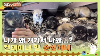 [TV 동물농장 레전드] 토실토실 아기 강쥐 5마리와 컨테이너 밑에서 생활하는 순심이! 풀버전 다시 보기 I TV동물농장 (Animal Farm) | SBS Story