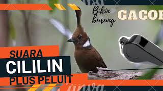 Suara cililin gacor plus peluit bikin burung gacor emosi