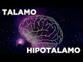 Tálamo e Hipotálamo: ¿Qué Son y Para Qué Sirven?
