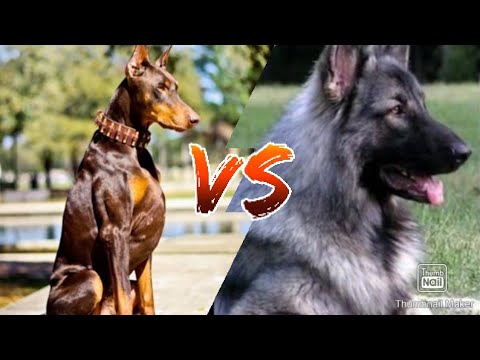 فيديو: سلالة الكلب الألماني هيبوالرجينيك ، الصحة والحياة