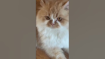 High on Catnip #cat #catnip #zoomies #cuteanimal #lifeisbutadream