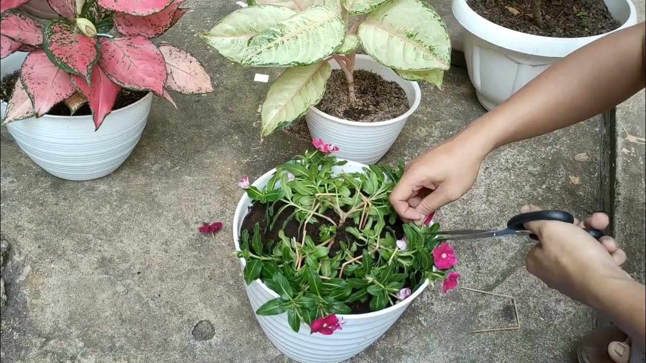 Vinca Plant Pruning With Update YouTube