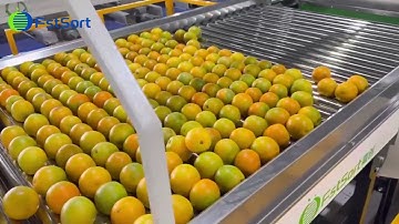 Citrus Cleaning Waxing Drying Sorting Machine,Kinnow Mandarin Fruit Processing Grading Line