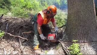 Amazing Fastest Skill Cutting Big Tree Chainsaw Machines - Extreme Biggest Felling Tree Machine Work