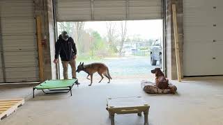 EMBER THE IRISH SETTER, SASSY BOY CRUSHES 2 WEEK BOARD AND TRAIN!!!