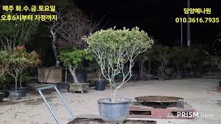 농업법인(주) 담양예나원 26년 10월 6일 화요일 분재 정원수 특수목 석물 실시간경매 라이브 방송
