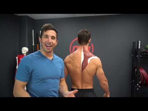 Trapezius Education w Anatomy Art  -MoveU