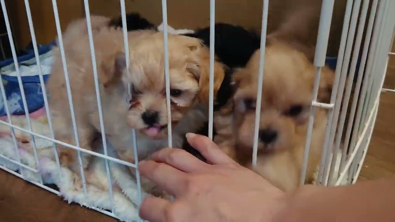 ミックス犬 シープー の子犬 Youtube