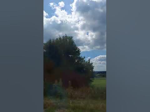 Лани широкополі #ukraine #шевченко #ukreinelife #shorts #shortvideo # ...