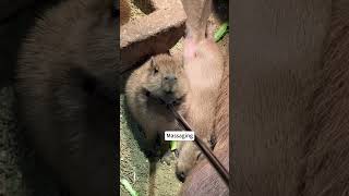 A day in the life of baby capybaras...  #cute #capybara #animals