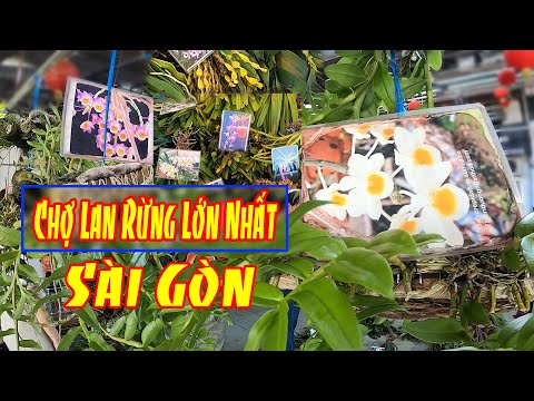 Khám phá chợ Lan rừng lớn nhất Sài Gòn | Hoa Lan | Saigon now | Foci