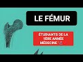 Anatomie  le fmur ostologie du membre infrieur 1re mdecine 