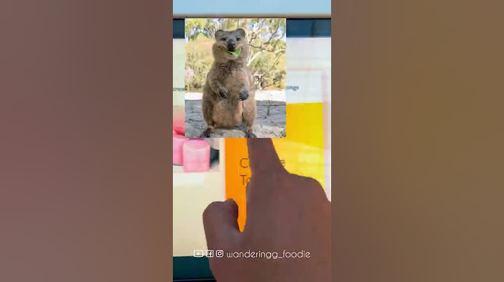 Abu Dhabi's first-ever ice cream store staffed entirely by Robots! QUOKKA