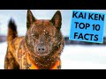 Kai Ken - TOP 10 Interesting Facts の動画、YouTube動画。