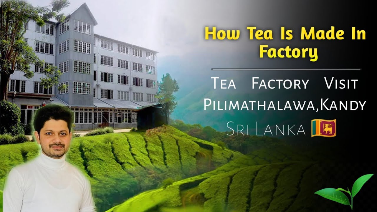 Exotic Tea Factory Kandy Sri Lanka 🇱🇰 YouTube