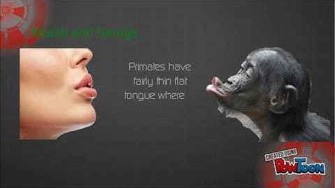 linguistics chapter 1 the origins of language