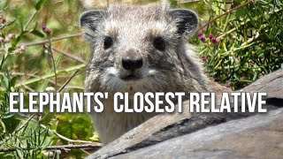 Hyrax Cousin Of The Elephant
