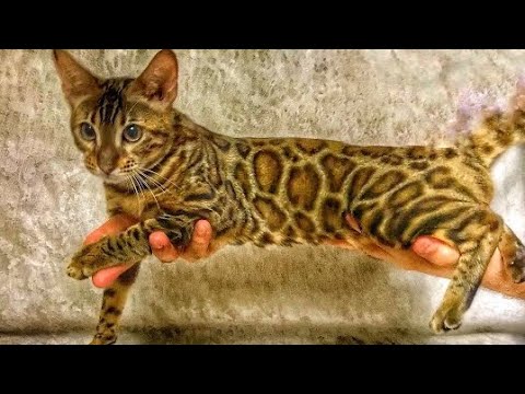 Video: Bengal Kedisi Hakkında Bilmeniz Gereken 3 Şey