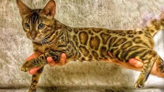 BENGAL KEDİSİNİN ORTAYA ÇIKIŞ HİKAYESİ ! ÖZELLİKLERİ SAHİPLENMEDEN ÖNCE BİLİNMESİ GEREKENLER(MİNTİK)