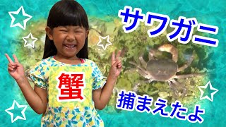 埼玉県秩父市 田舎の小川でサワガニを大量捕獲 ホタルのエサになるカワニナも見つけたよ Youtube