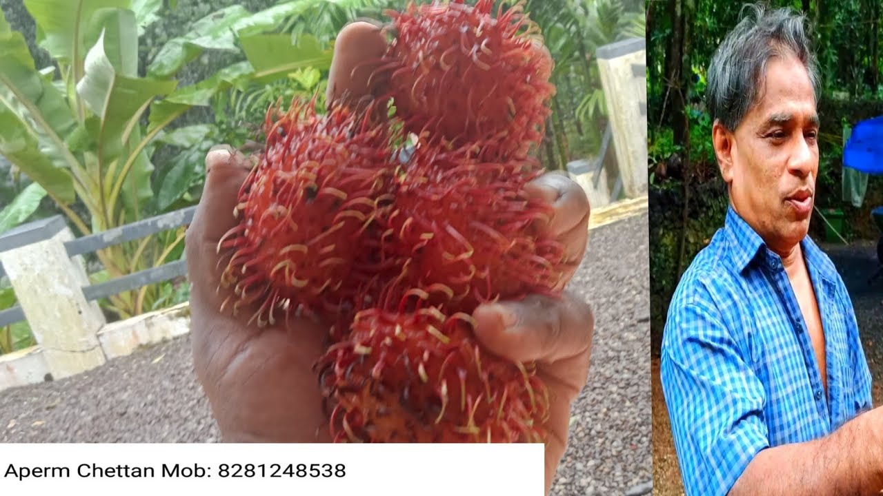 RAMBUTAN KING. CAESAR RAMBUTAN.PALA. ERATTUPETTA. FARMING. KRISHI ...