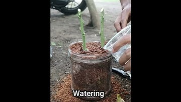 Stem cutting lemon tree
