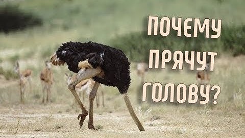 Почему Страусы зарывают голову в песок? | Правда или Ложь